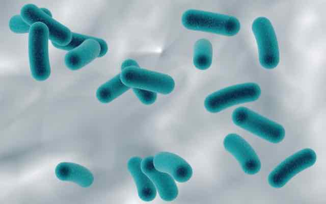 bactérias multirresistentes