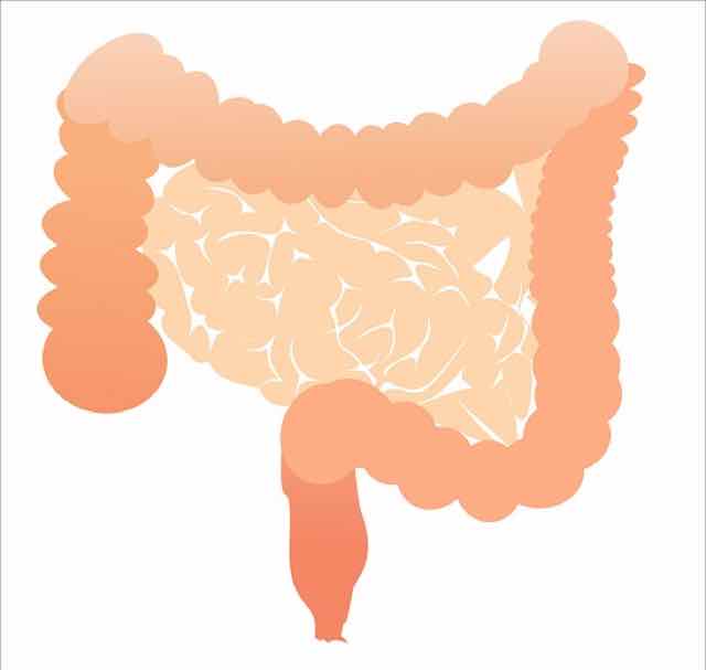 intestino