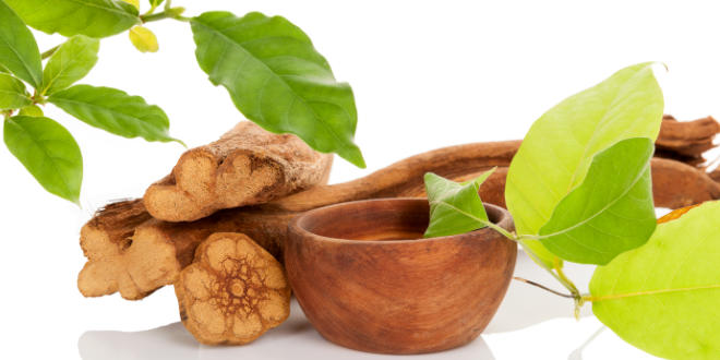 ayahuasca