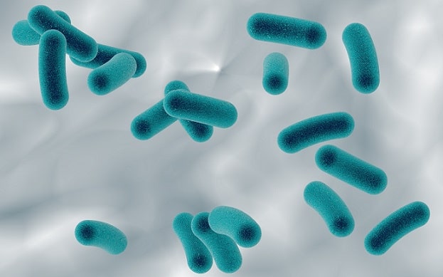 lactobacillus para disbiose vaginal recorrente