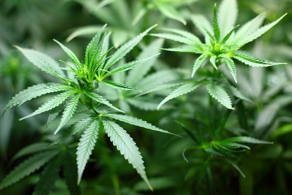 Consumo de maconha na gestação aumenta risco de autismo