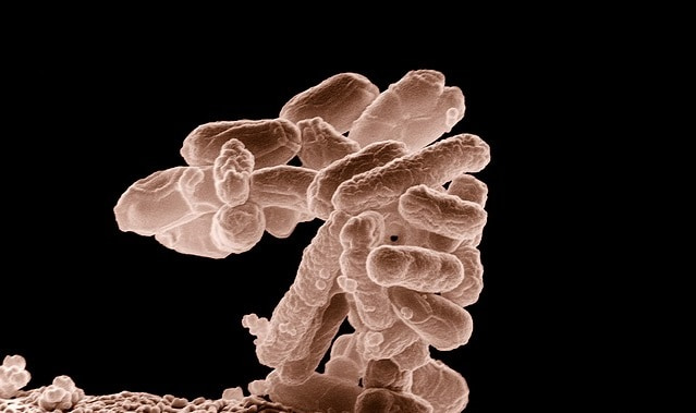 O efeito do Helicobacter pylori na apresentação e no curso clínico da Covid-19