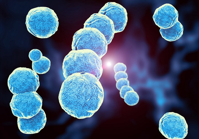 bactéria Acinetobacter baumannii
