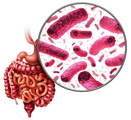 Disbiose intestinal o que é e como evitar